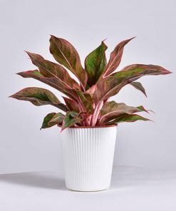 Aglaonema Lipstick
