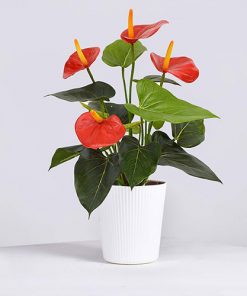 Anthurium Red