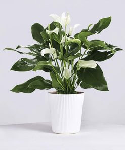 Anthurium White