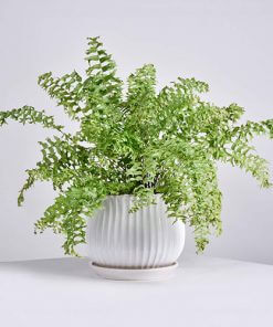 Boston Fern