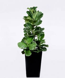 Fiddle Leaf Fig