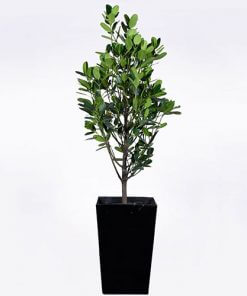 Happiness Tree (Exotic)