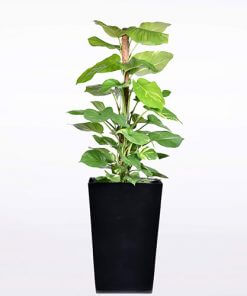 Money Plant