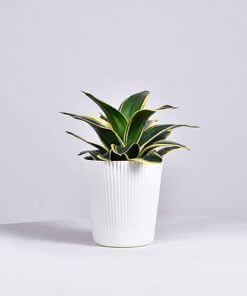 Mother-In-Law's Tongue