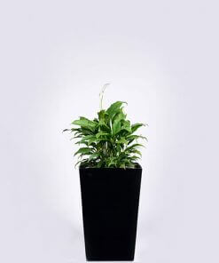 Peace Lily (Exotic)