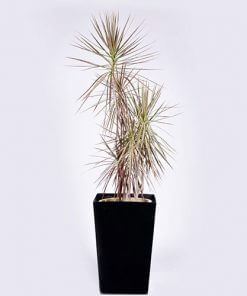 Rainbow Tree (Exotic)