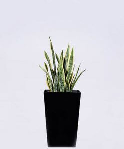 Snake Plant