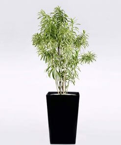 Song of India (Exotic)