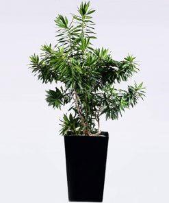 Song of Jamaica (Exotic)