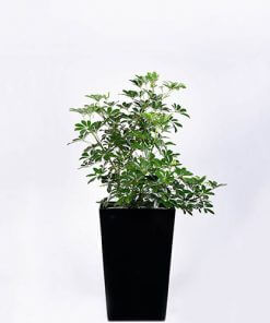 Umbrella Tree ( Exotic)
